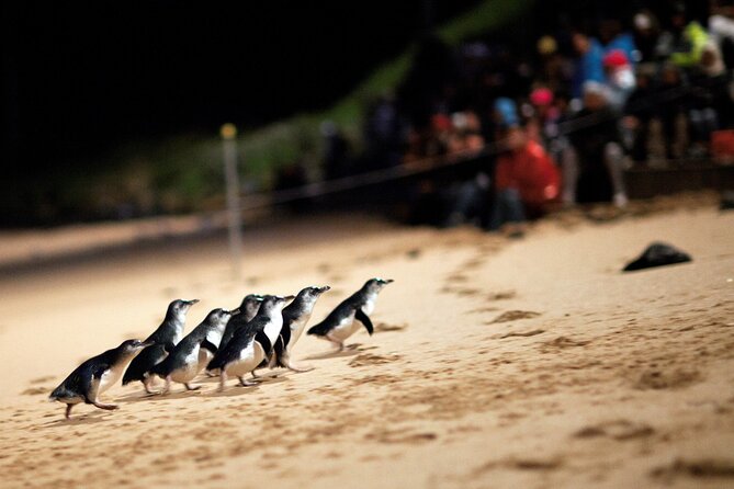 Phillip Island Penguin Parade Express Tour From Melbourne - Essential Information and Reminders