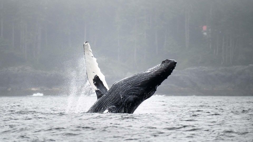 Port Hardy: Sea Otter and Whale Watching - Important Information