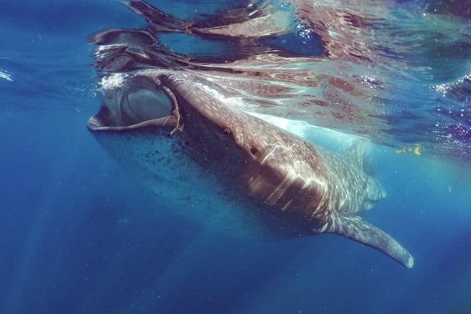 Private Whale Shark Ecofriendly Tour From Cancun - Common questions