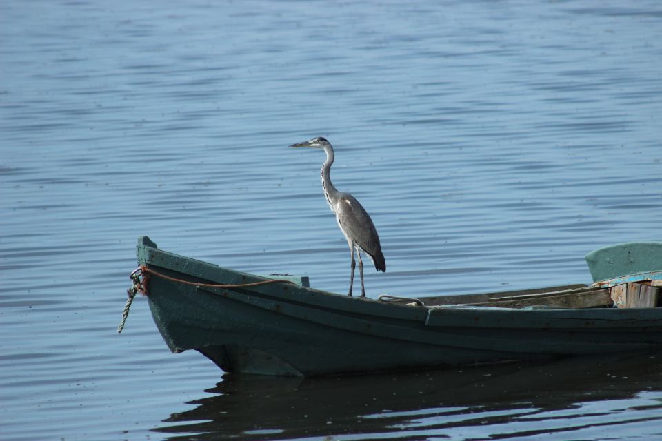 Ria De Aveiro: Birdwatching Tour (Full Day) - Booking Flexibility