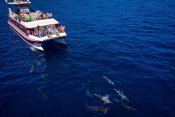 Royal Delfin - 2Hour Sustainable Dolphin & Whale Watching Mini Cruise - Activity Details