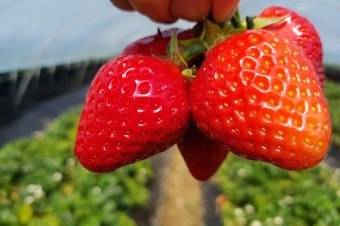 Strawberry Picking+Jam Making+Nami Island+Garden of Morning Calm Lighting Fest - Traveler Reviews and Ratings