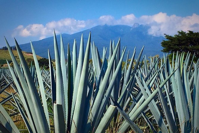 THE FIRE TOUR - Pyramids, Volcanoes, Agaves & Tequila - Tour Highlights