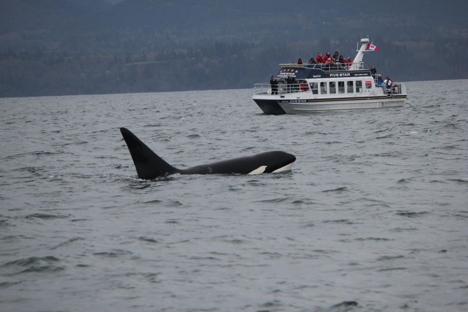 Whale Watching Tour in Victoria, BC - Highlights