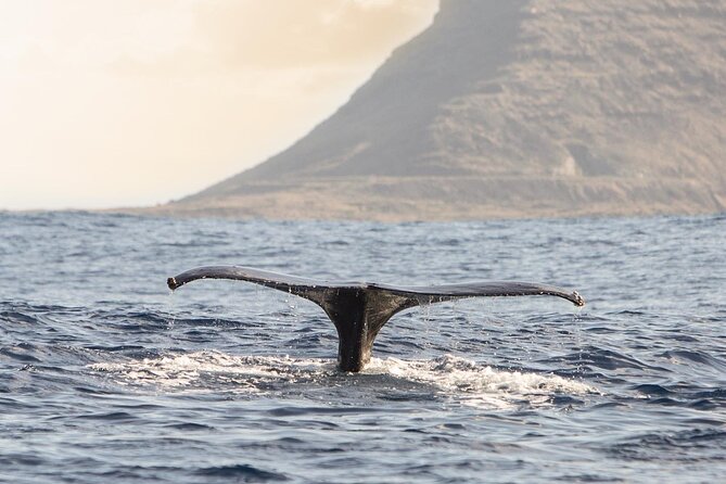 Wild Dolphin Watching and Snorkel Safari off West Coast of Oahu - Policies and Additional Info