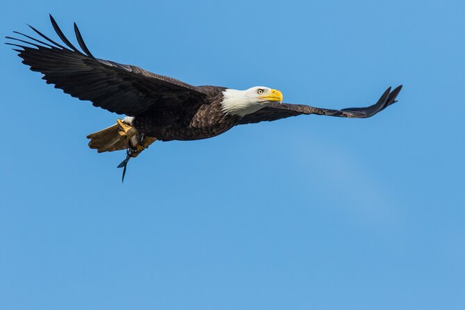 Wildlife on the Bow Big Canoe Tour in Banff National Park - Final Words