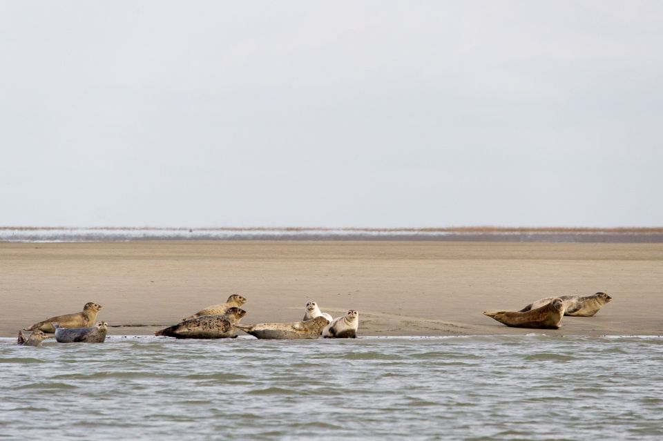 Zeebrugge: Seal Watching Boat Tour With Glass of Champagne - Common questions