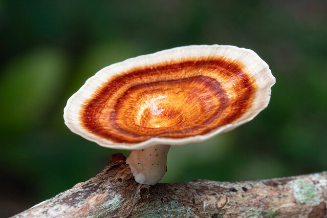 2-Hour Mushroom Photography Activity in Cairns Botanic Gardens - Capturing the Perfect Macro Shot