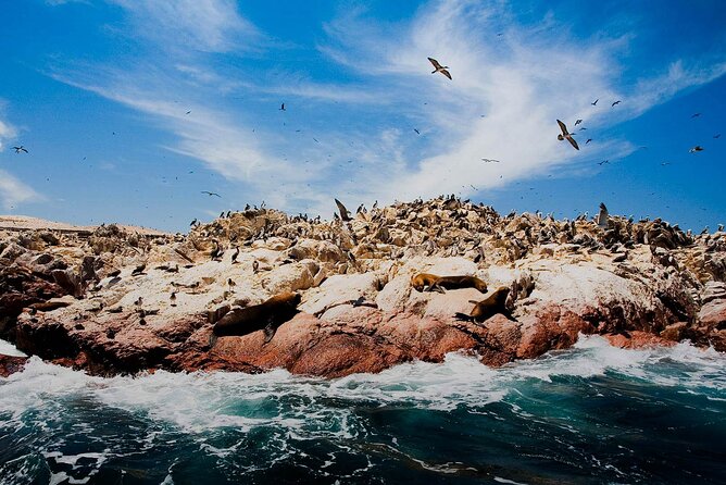 Ballestas Islands & National Reserve of Paracas From Ica - Additional Information and FAQs