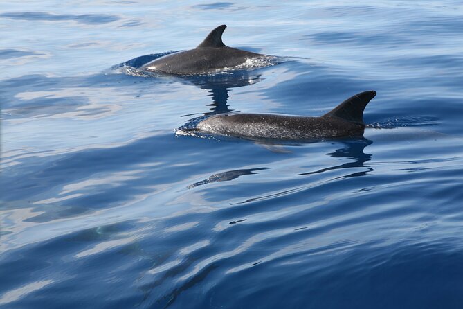 Be Whale Wise - Silent Whale & Dolphin Watching in a Small Group - Directions