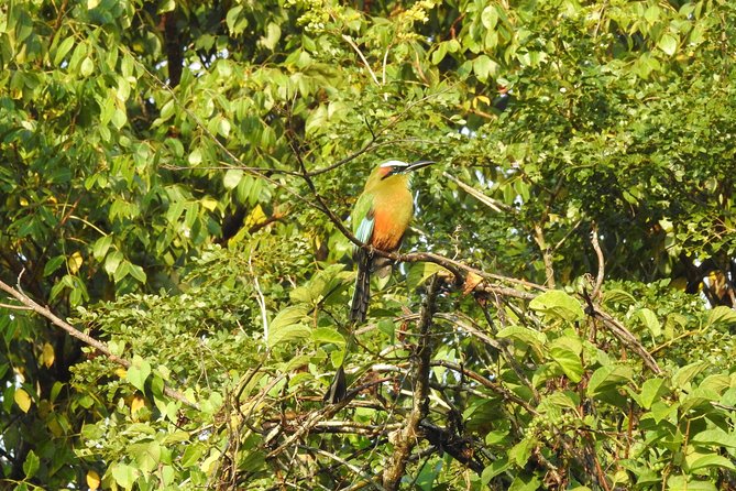 Birdwatching Cancun - Bird Species Sightings