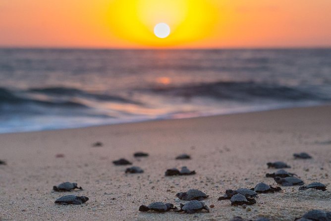 Cabo Sea Turtles Release With Marine Biologist  - Cabo San Lucas - Tour Guide Information