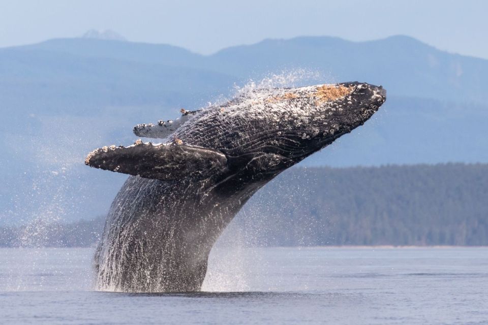 Campbell River: Whale & Wildlife Discovery Cruise - Final Words