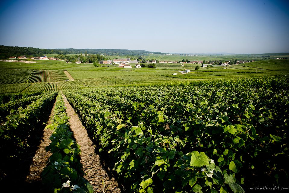 Champagne: Canard-Duchêne Champagne House Tour - Reviewing the Canard-Duchêne Experience