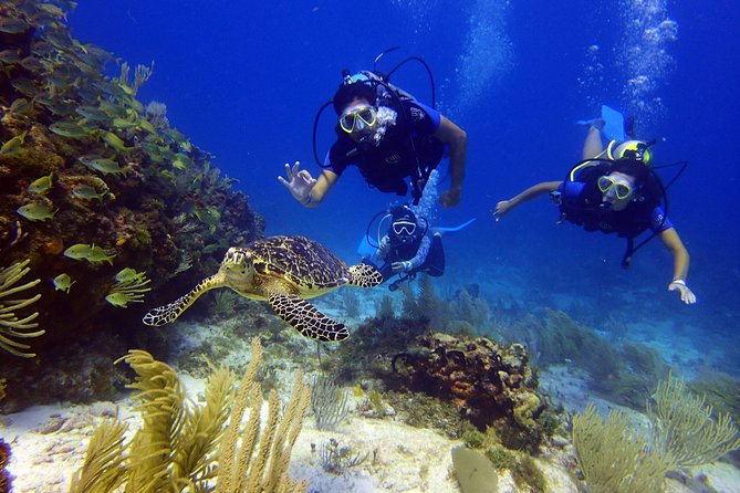 Diving in Cancun for Certified Divers 2 Dives All Inclusive - Booking Information and Pricing