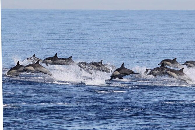 Dolphin Watching in Puerto Escondido - Ratings Breakdown
