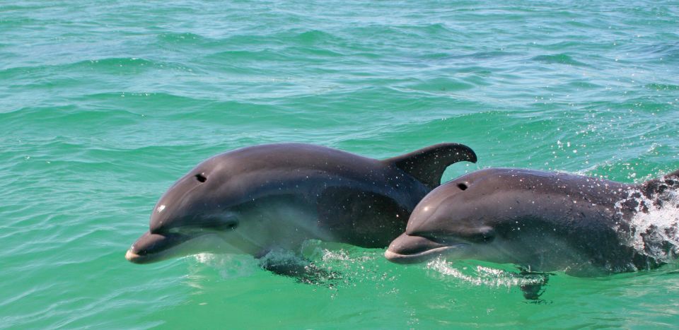 Dolphin Watching in the Wild - Half Day Private Tour - Itinerary and Highlights