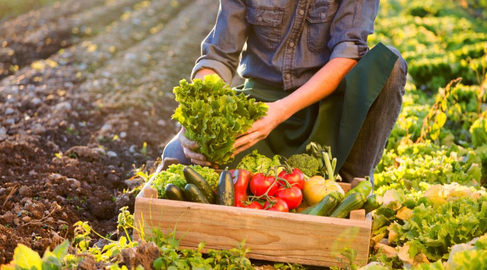 Enjoy Lunch With Pure Products From the Corfu Farm - Rural Lifestyle Experience