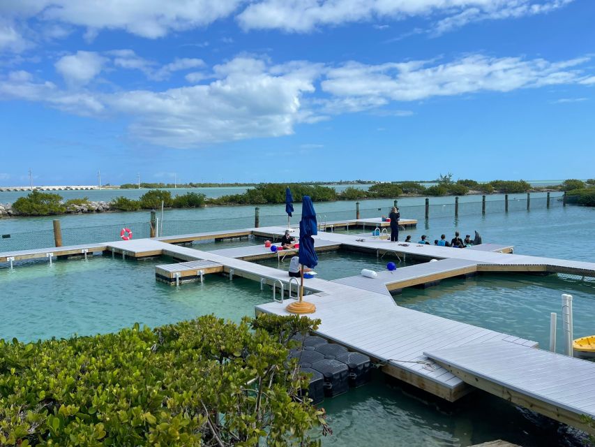 Florida Keys: Dockside Dolphin Experience - Pricing