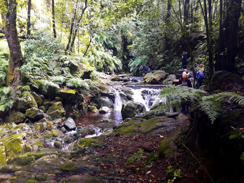 From Funchal: São Jorge Valleys Levada Walk - Reviews and Highlighted Testimonial