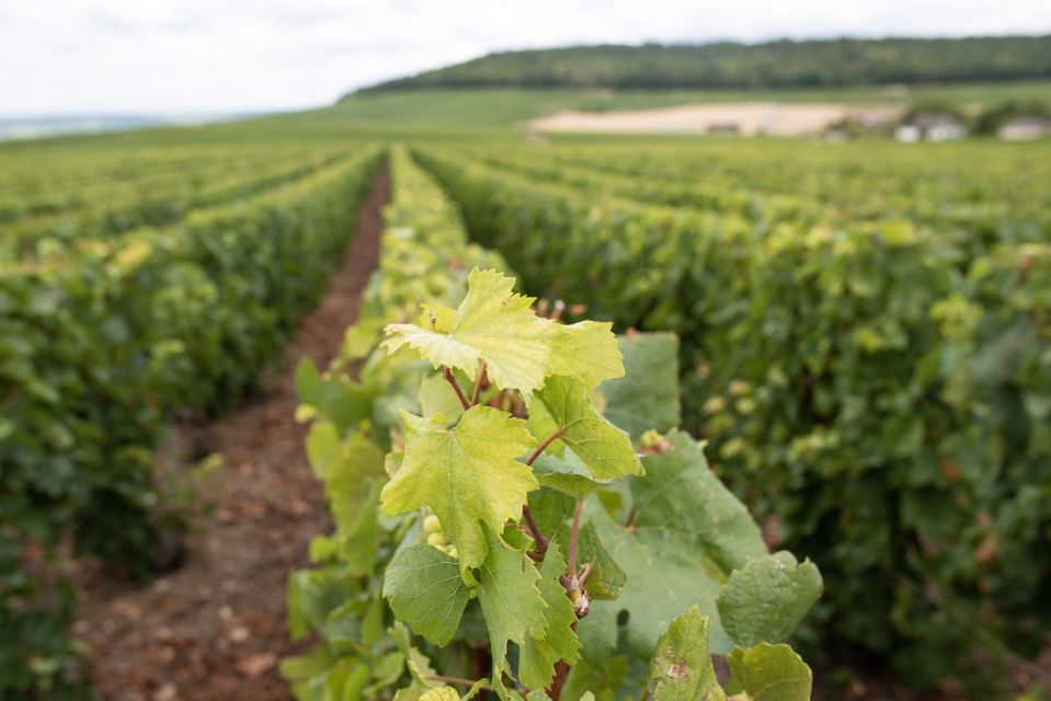From Reims: Champagne and Family-Run Wineries Tour - Directions