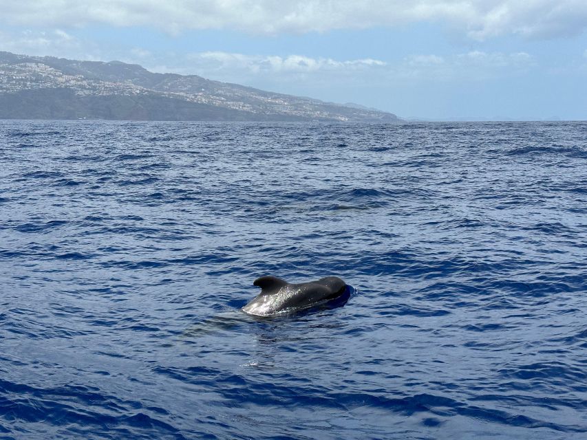 Funchal: Dolphins and Whales Watching Tour by RIB Boat - Common questions