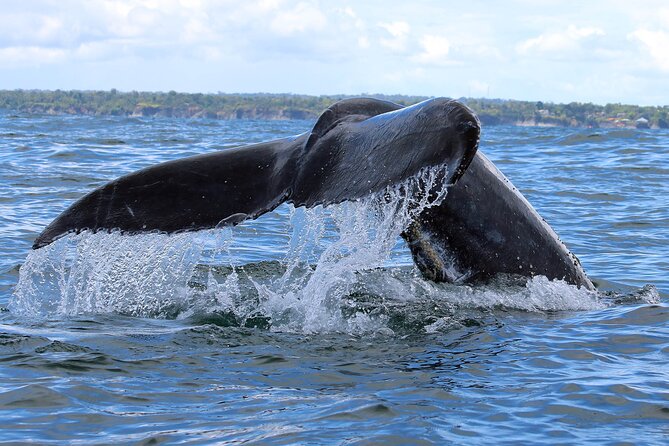 Humpback Whale Watching in Bahia Málaga Colombia - Cancellation Policy and Pricing