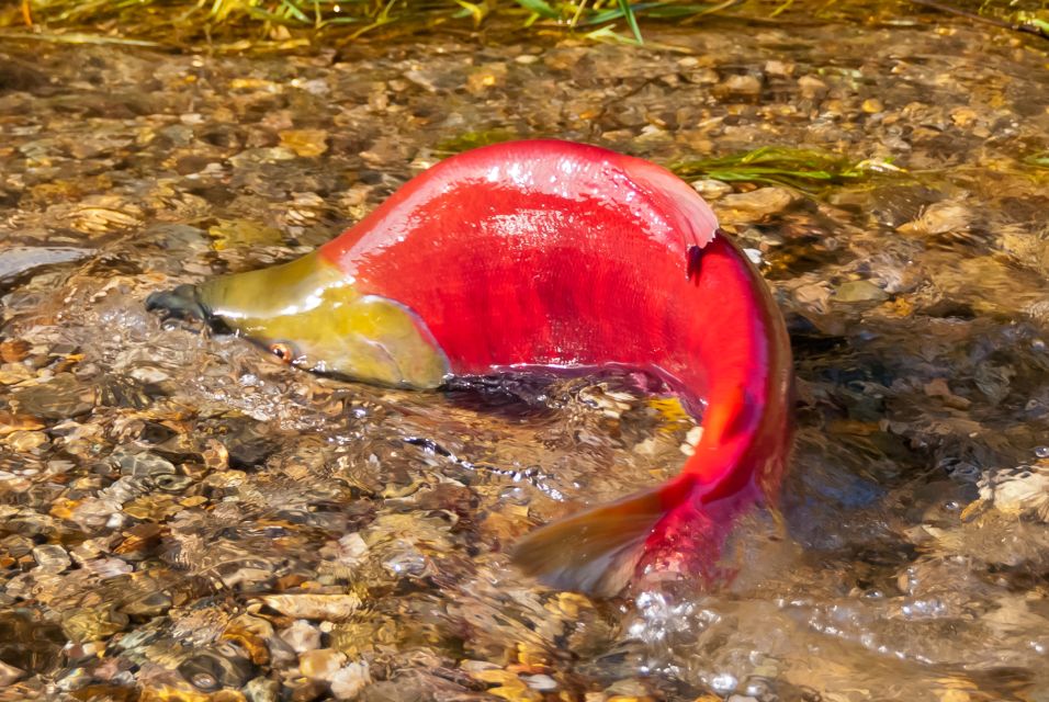 Kelowna: Mission Creek Salmon Run Audio Tour by E-Bike - Common questions