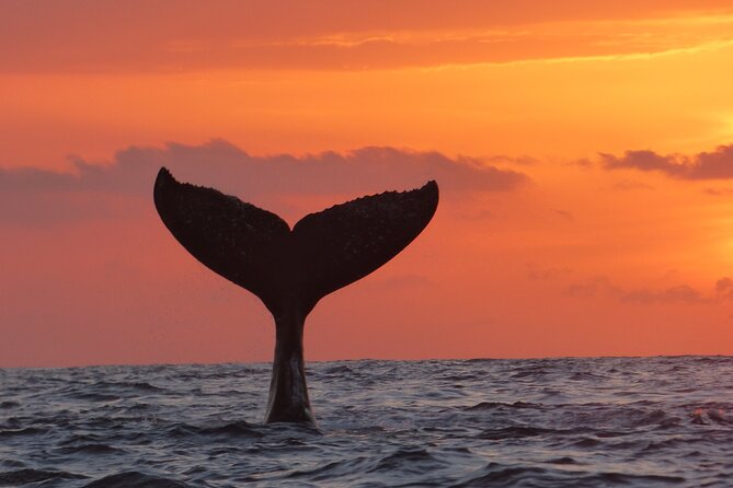 Los Cabos Whale Watching (Transportation and Pictures Included) - Expert Guides and Educational Insights