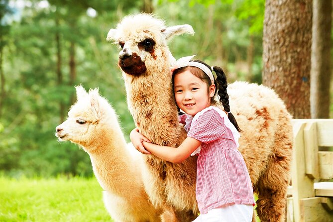 Nami Island+Alpaca+Gapyeong Rail Bike+Garden of Morning Calm - What to Expect From the Guide