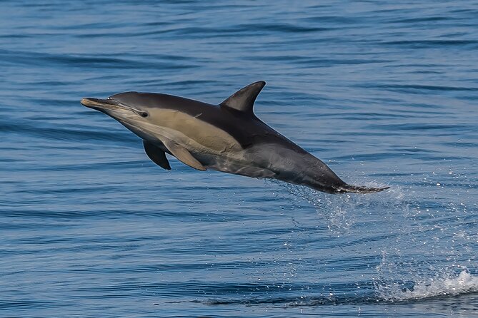 Noosa National Park & Wild Dolphin Safari - Booking and Cancellation Policy