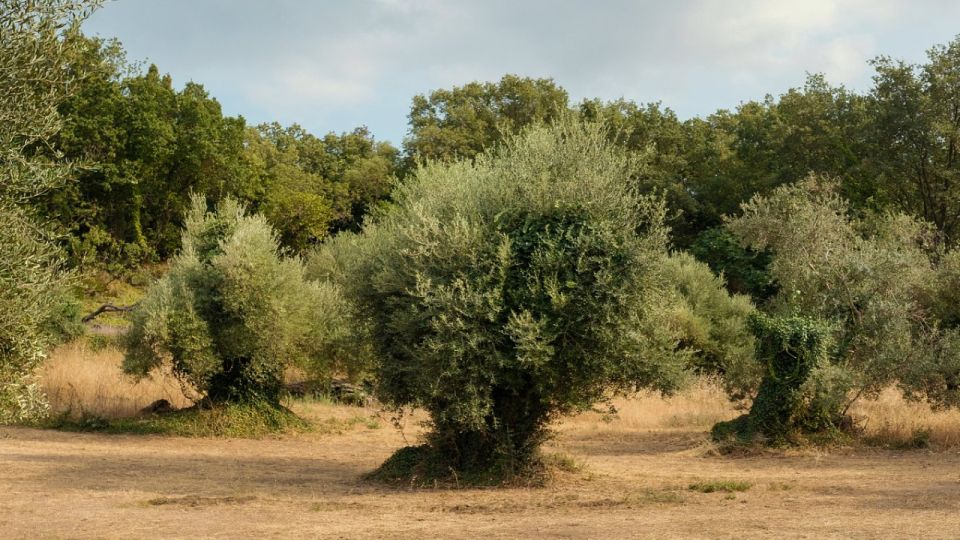 North Corfu Olive Tour With Olive Oil Tasting and Meze - Final Words