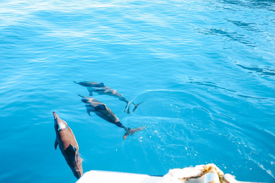 Oahu: Dolphin Watch, Turtle Snorkel, Waterslide Activities, - Complimentary Lunch