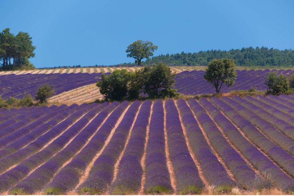 Ocean of Lavender in Valensole - Essential Information for Visitors