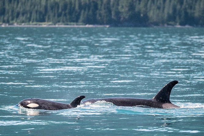 Orca Quest Cruise - Booking and Pricing