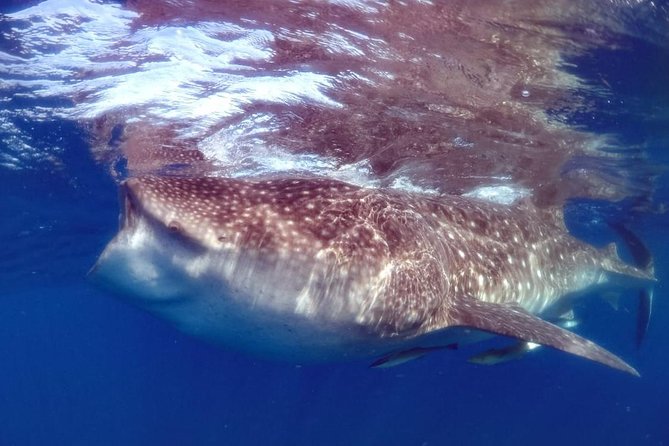 Private Whale Shark Ecofriendly Tour From Cancun