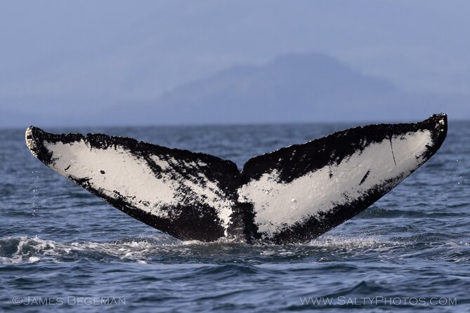 Whale-Watching, Icy Point, Hoonah , Whales, Orca, Killer-Whales. - Weather-Dependent Experience