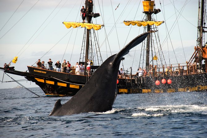 Whale-Watching Pirate Ship Cruise in Los Cabos - Final Words