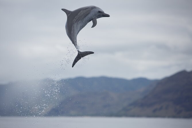 Wild Dolphin Watching and Snorkel Safari off West Coast of Oahu - Common questions