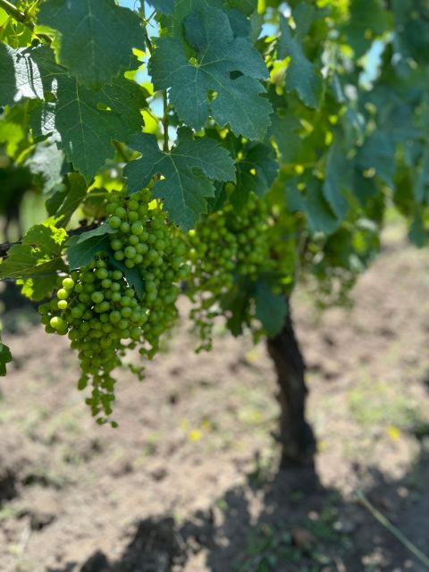 Wine Exploration at Château Labrie St Emilion Grand Cru - About Vignonet and Location