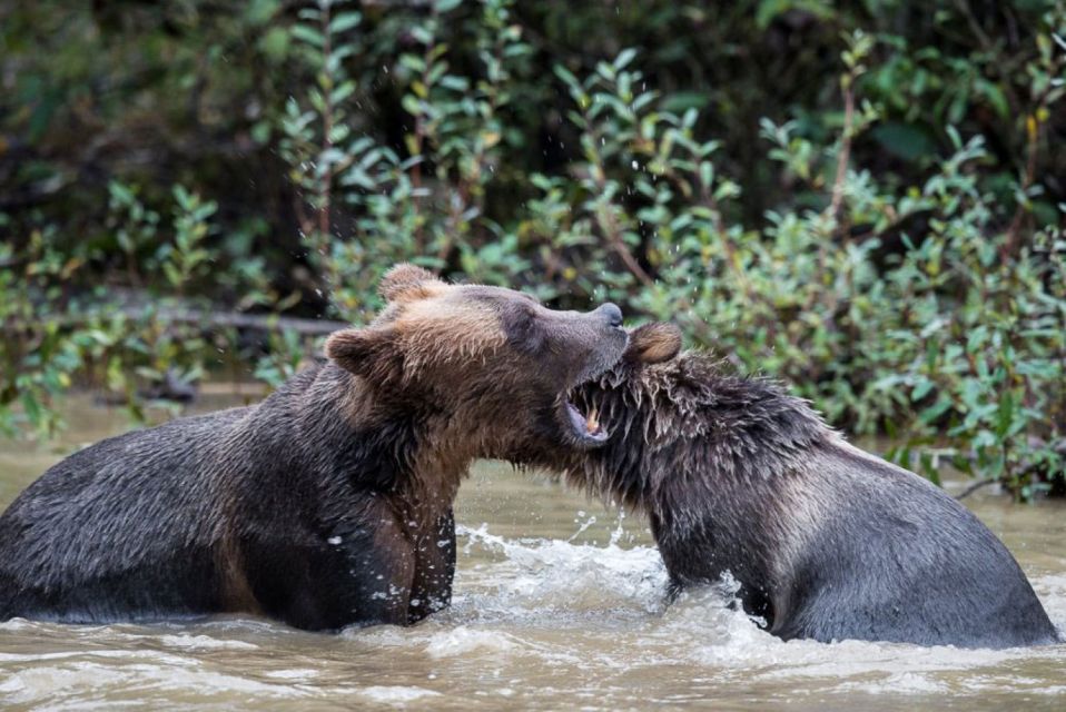 Campbell River: Grizzly Bear-Watching Tour With Lunch - Common questions