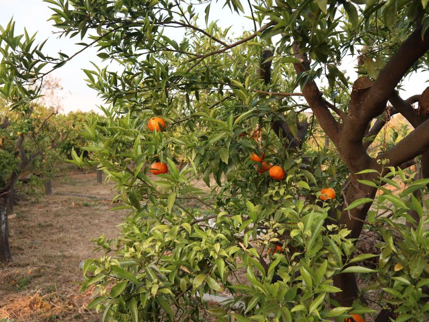Chios: Orange Farm Trip & Tasting - Citrus Museum Visit - Accessibility
