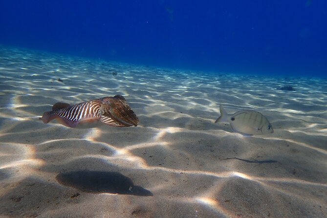 Discover Scuba Diving in Lanzarote (Costa Teguise) - Final Words