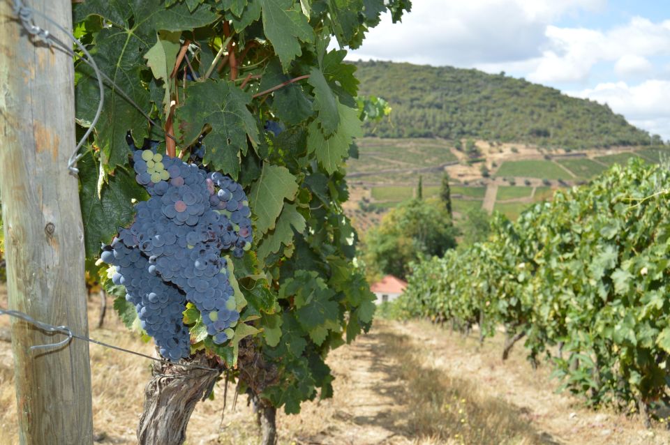 Douro Valley Private Tour From Braga: Lunch & Wine Tour - Final Words