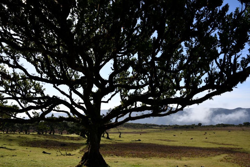 Fanal Tour by Overland Madeira - Final Words