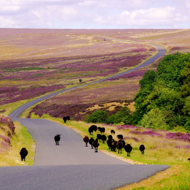From London: the North York Moors With Steam Train to Whitby - Tips and Recommendations