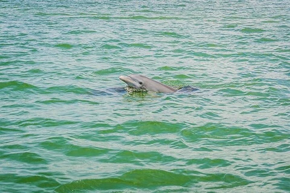 From Naples, FL: Marco Island Mangroves Kayak or Paddle Tour - Common questions