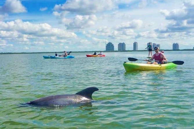 Guided Island Eco Tour - CLEAR or Standard Kayak or Board - Final Words