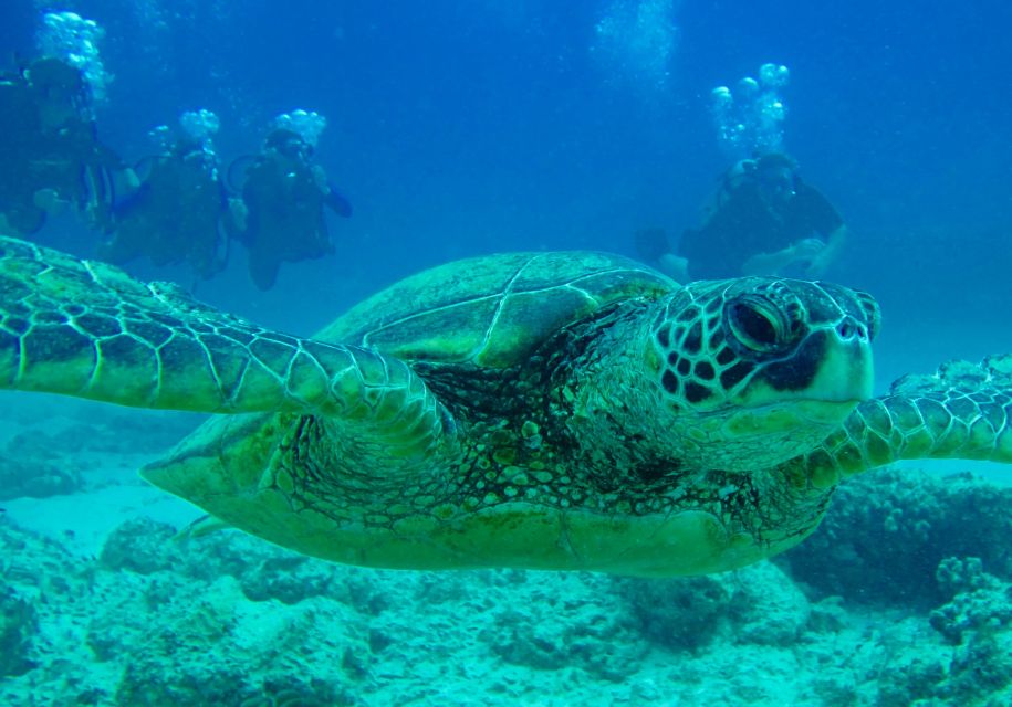 Hilo: 1-Tank Certified Beach Dive at Sea Turtle Cove - Booking and Reservation Information