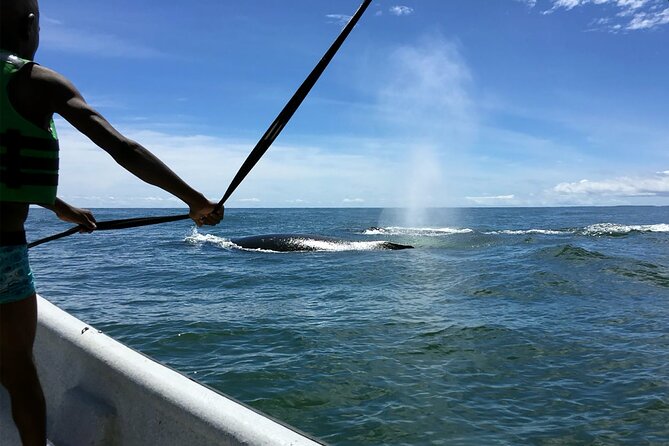 Humpback Whale Watching in Bahia Málaga Colombia - Final Words